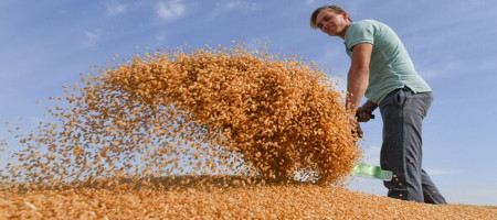 Russia is again a major source of cheap wheat imports