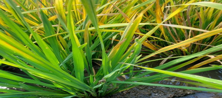IRRI detects first case of rice yellowing syndrome in the Philippines