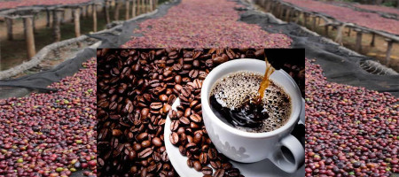 A comprehensive report on coffee production in Bangladesh