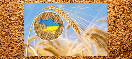 Wheat production of Ukraine