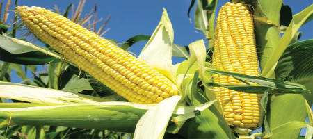 Maize/Corn production in Bangladesh