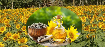 Sunflower cultivation is becoming popular in the Khulna district of Bangladesh