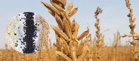 Sesame cultivation exceeds target in Manikganj, Bangladesh