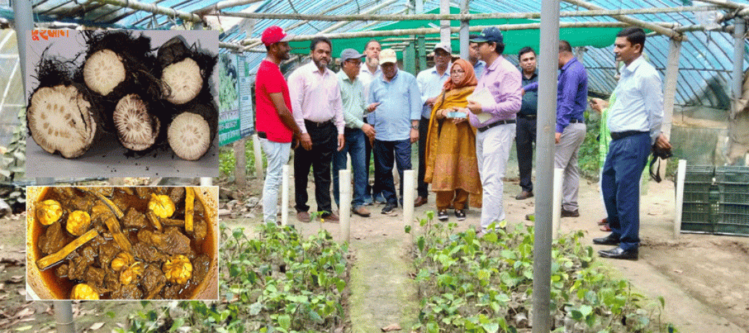 Farmers in Khulna, Bangladesh, have found success in cultivating Chuijhal