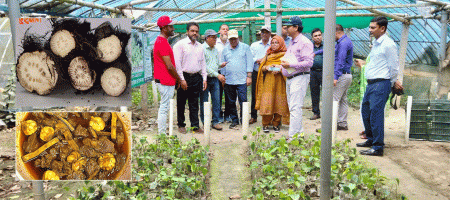 Farmers in Khulna, Bangladesh, have found success in cultivating Chuijhal