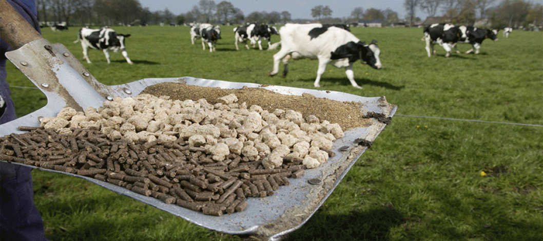 What should be the nutritional requirements of cattle feed?