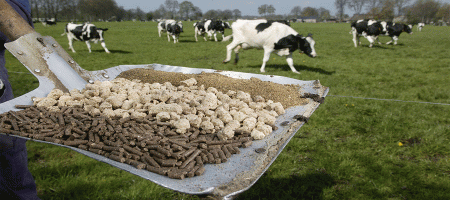 What should be the nutritional requirements of cattle feed?
