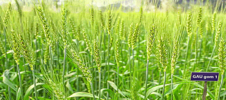 A new salt-tolerant wheat variety has been developed at Gazipur Agricultural University