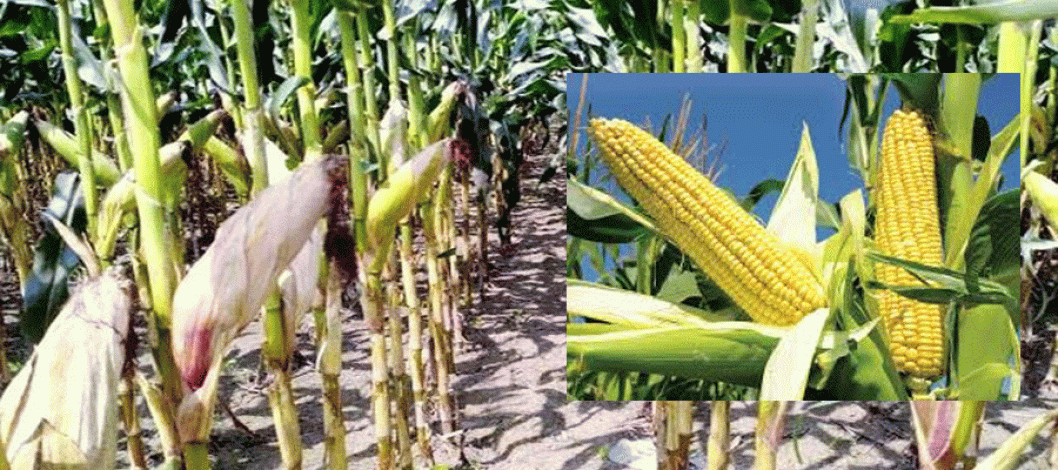 Potential for bumper maize yield in the Kharif-1 season in the Rangpur region of Bangladesh