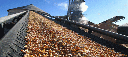 Sharp increase in corn diversion for ethanol blending raises concerns