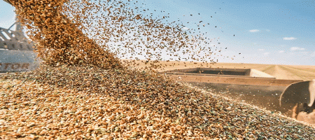 Brazil has significantly increased its wheat production in recent years