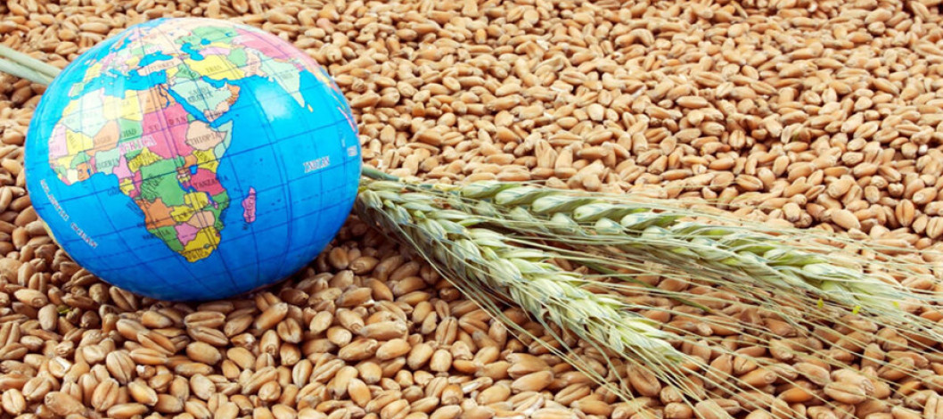 Forecast assessment of the global wheat market downturn amid intensifying export competition