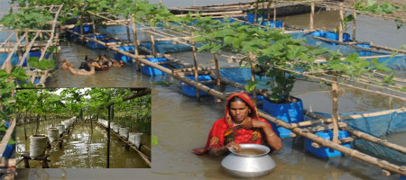 Flood-tolerant vegetable farming method is becoming popular in Gaibandha, Bangladesh