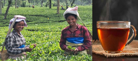 Climate Change to Reshape Global Tea Production Landscape
