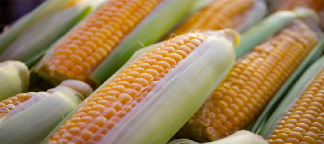 Why does corn naturally grow in even-numbered rows?