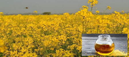 The eye-catching yellow color of mustard fields in Jhenaidah, Bangladesh