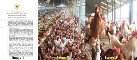 Animal Welfare Regulation Issued, Opening Wider Opportunities for Cage-Free Egg Development