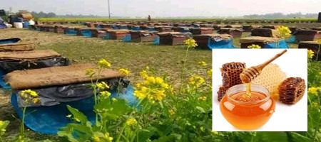 Honey collection in mustard fields in Rajshahi has improved the fortunes of farmers