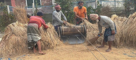 Aman's bumper production brings smiles to farmers' faces in Khulna