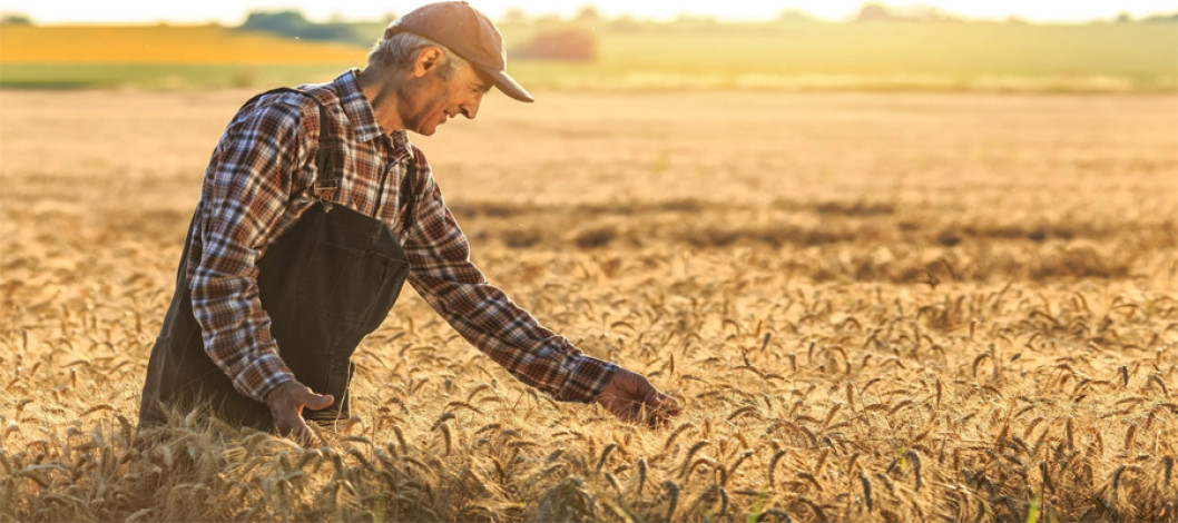 Classification Of Wheat
