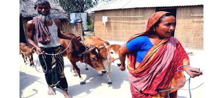 Animal husbandry brightens the fortunes of the people of the Char in the B-Putra Basin of Bangladesh