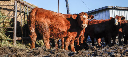 Markets Eye Latest Inflation Reading, Cattle Inventory Report as Congress Presses Forward on Spending Bill