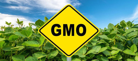 China is gradually adopting GM crops to increase food security