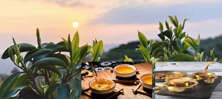 Technique for Enhancing Aroma: The Refined Art of Brewing Tea