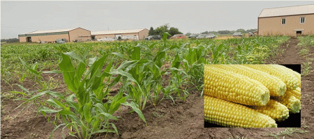 New method of producing sweet corn with less water helps farmers produce it more efficiently