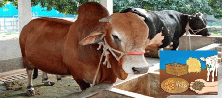 Experts suggest natural and scientific methods for fattening cattle