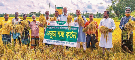 Boro paddy harvesting almost complete in Feni; production exceeds target