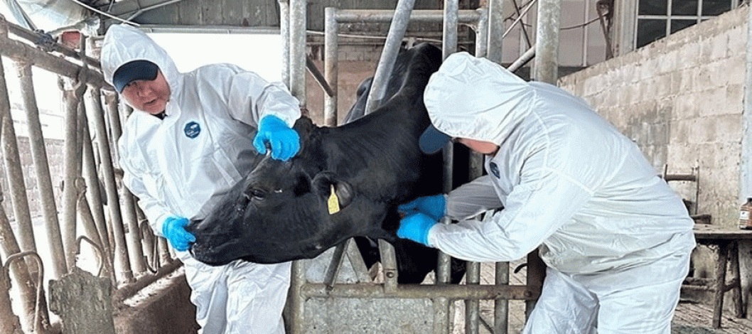 FAO report highlights long-term economic case for tackling antimicrobial resistance in livestock
