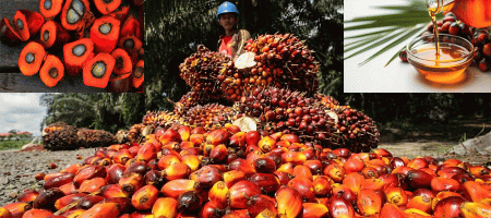 GAPKI Ensures DSI Transition Won’t Affect RI’s Palm Exports
