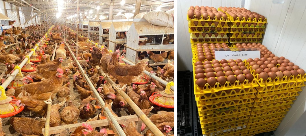 Gradual Expansion Positions WMU to Become Southeast Asia’s Largest Cage-Free Egg  Producer