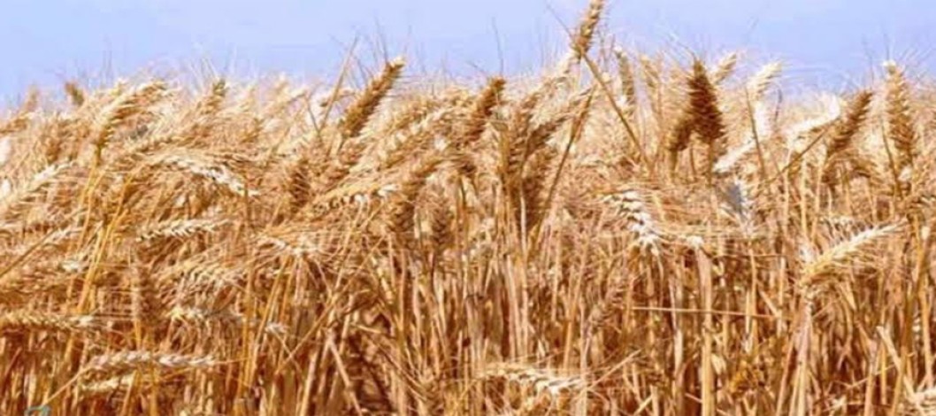 Bumper wheat yield in Dinajpur; Harvesting in full swing