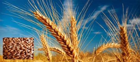 These are the top 10 countries that produce the most wheat