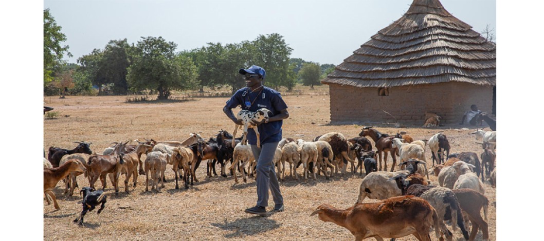 FAO presents new strategic model to tackle transboundary animal diseases