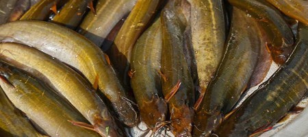 Shing fish farming is gaining popularity across the country