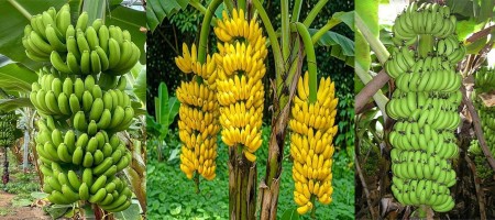 High-yielding G-9 banana boosts commercial cultivation in Patuakhali