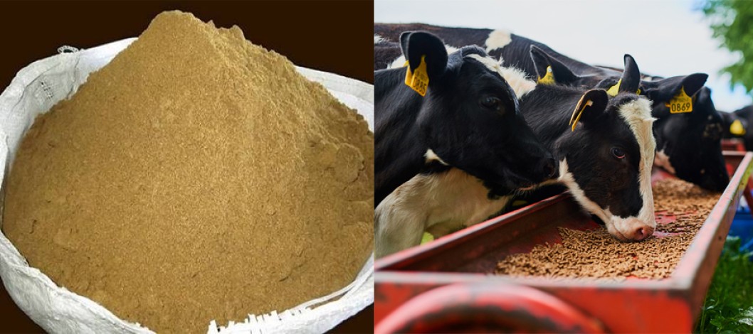 Soybean hulls are the ‘best value’ in animal feed