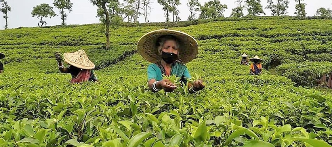 Low yields and high costs hamper Bangladesh's tea exports