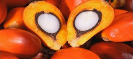 Crude palm oil prices to remain high in September