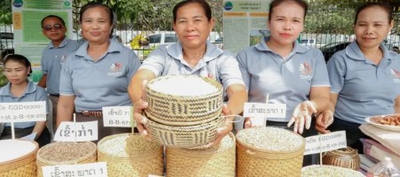 Nuclear technology improves rice varieties, boosts yields in Lao PDR star_border