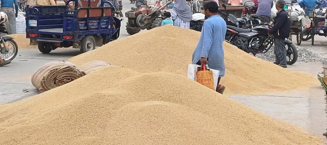 The price of paddy per maund is 800-950 taka, the farmer is not incurring any expenses