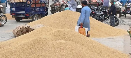 The price of paddy per maund is 800-950 taka, the farmer is not incurring any expenses