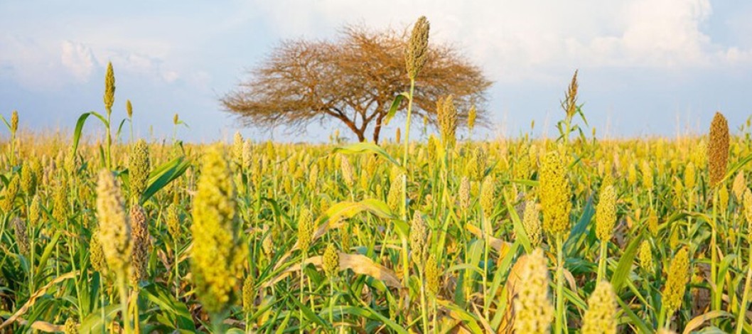 Supply concerns drive FAO Food Price Index higher in August