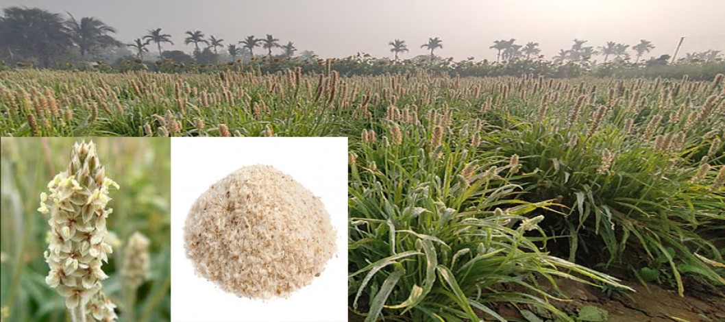 Isabgol import costs one billion taka annually, efforts are being made to produce it domestically