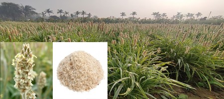 Isabgol import costs one billion taka annually, efforts are being made to produce it domestically