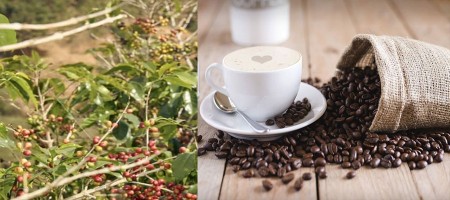 China's growing coffee industry is challenging New Zealanders' ideas about making the perfect coffee