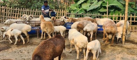 Nilphamari youth finds success in raising Arabian sheep